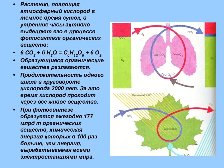 Растения, поглощая атмосферный кислород в темное время суток, в утренние