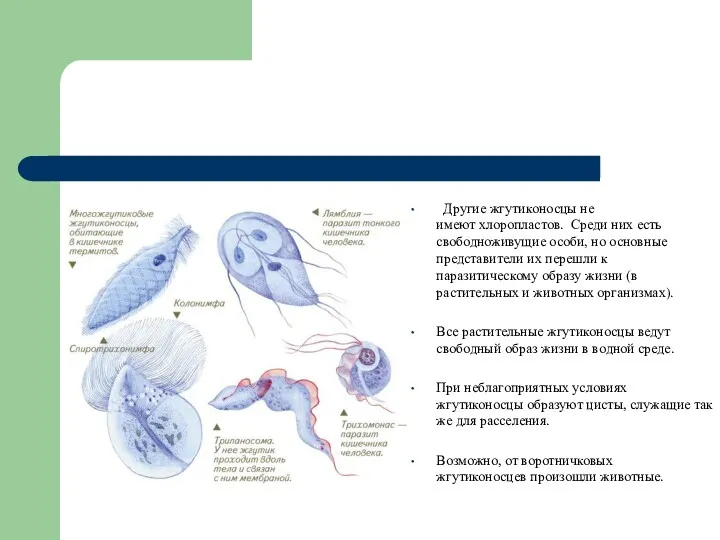 Другие жгутиконосцы не имеют хлоропластов. Среди них есть свободноживущие особи,