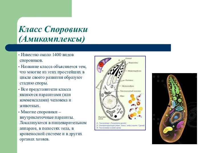 Класс Споровики (Амикомплексы) Известно около 1400 видов споровиков. Название класса