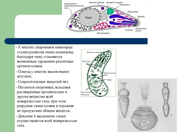 У многих споровиков некоторые стадии развития очень подвижны, благодаря чему