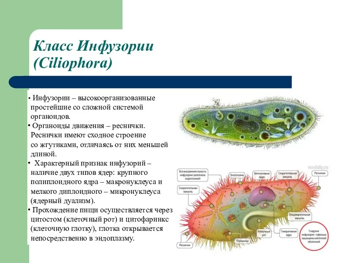 Класс Инфузории (Ciliophora) Инфузории – высокоорганизованные простейшие со сложной системой