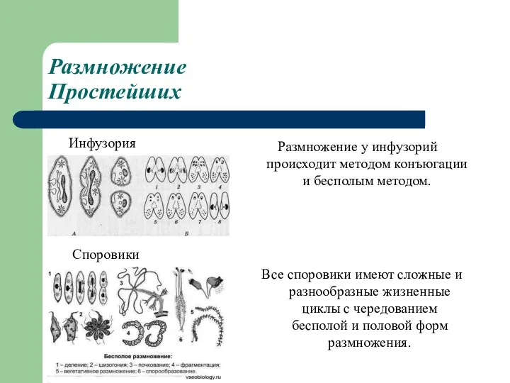 Размножение Простейших Размножение у инфузорий происходит методом конъюгации и бесполым