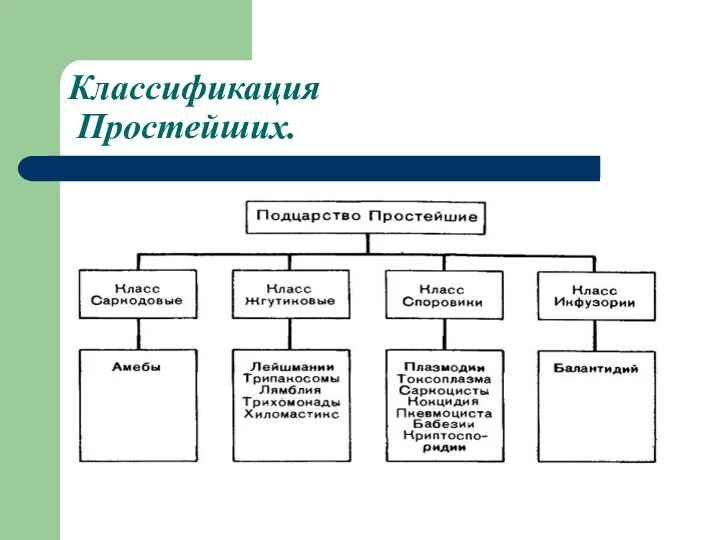 Классификация Простейших.