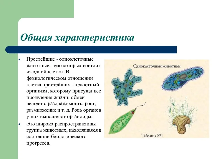 Общая характеристика Простейшие - одноклеточные животные, тело которых состоит из