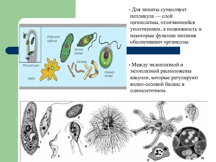 Для защиты существует пелликула — слой цитоплазмы, отличающийся уплотнением, а