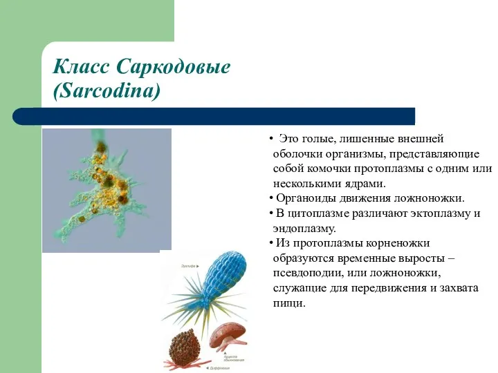 Класс Саркодовые (Sarcodina) Это голые, лишенные внешней оболочки организмы, представляющие