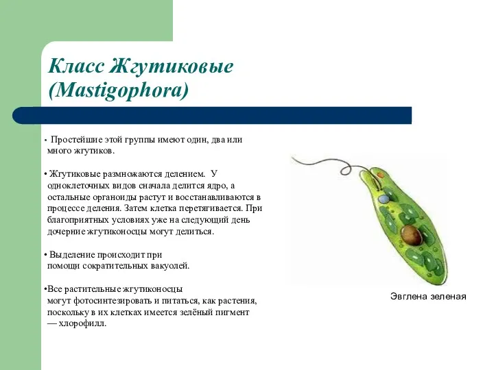 Класс Жгутиковые (Mastigophora) Эвглена зеленая Простейшие этой группы имеют один,