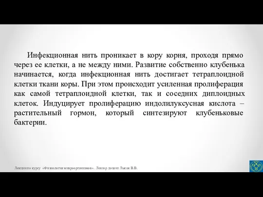 Инфекционная нить проникает в кору корня, проходя прямо через ее