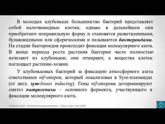 В молодых клубеньках большинство бактерий представляет собой палочковидные клетки, однако