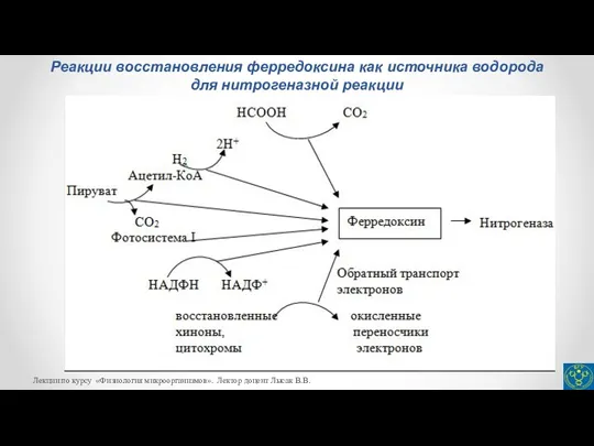 Реакции восстановления ферредоксина как источника водорода для нитрогеназной реакции Лекции