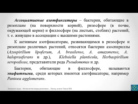 Ассоциативные азотфиксаторы – бактерии, обитающие в ризоплане (на поверхности корней),