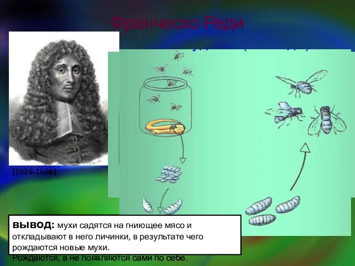 Франческо Реди (1626-1698) вывод: мухи садятся на гниющее мясо и