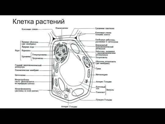 Клетка растений