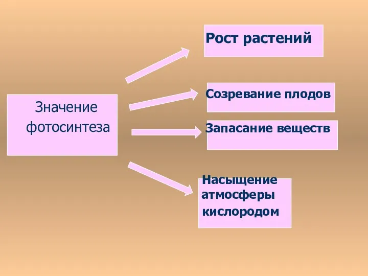 Значение фотосинтеза Рост растений Созревание плодов Запасание веществ Насыщение атмосферы кислородом