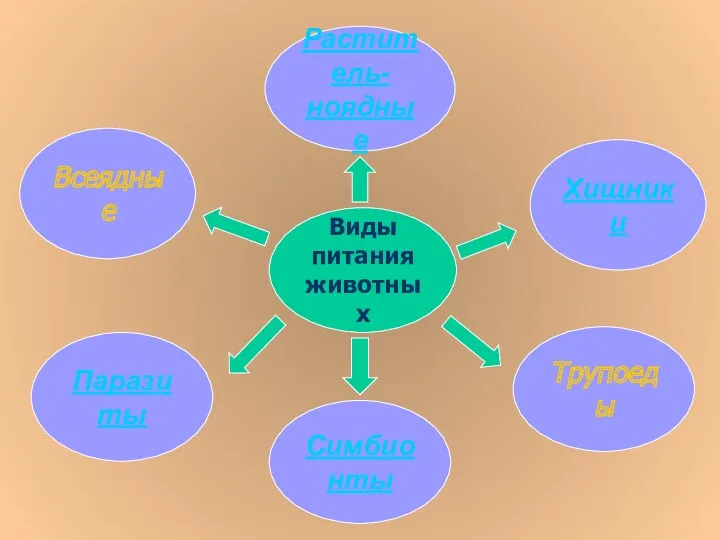 Виды питания животных Всеядные Хищники Раститель- ноядные Паразиты Симбионты Трупоеды
