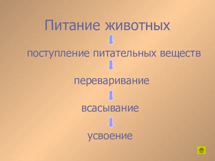 Питание животных поступление питательных веществ переваривание всасывание усвоение