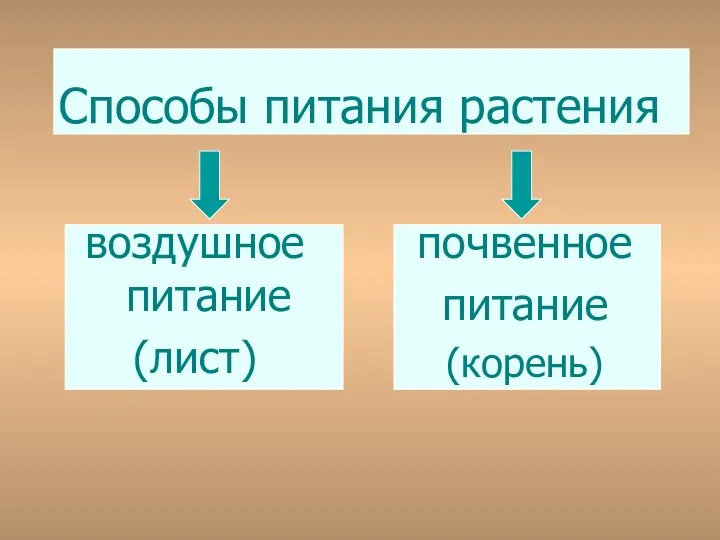 Способы питания растения воздушное питание (лист) почвенное питание (корень)