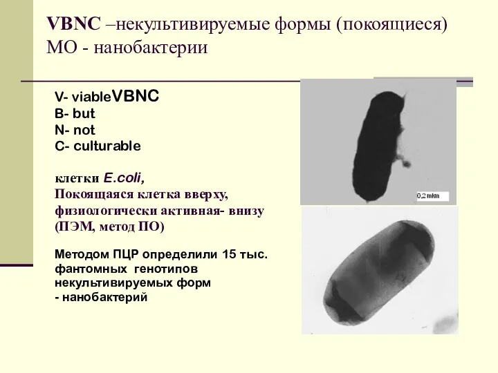 VBNC –некультивируемые формы (покоящиеся) МО - нанобактерии V- viableVBNC B-