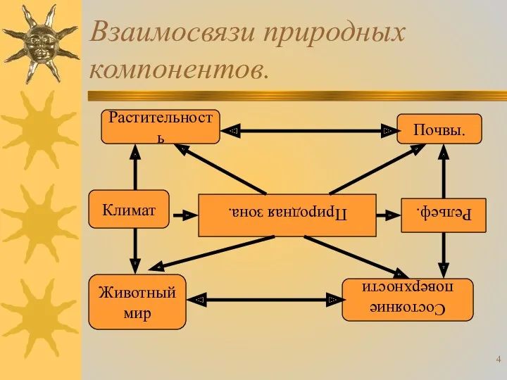 Взаимосвязи природных компонентов. Природная зона. Почвы. Рельеф. Состояние поверхности Растительность Климат Животный мир