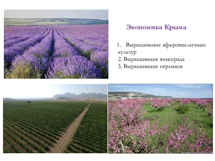 Экономика Крыма Выращивание эфиромасличных культур 2. Выращивание винограда 3. Выращивание персиков