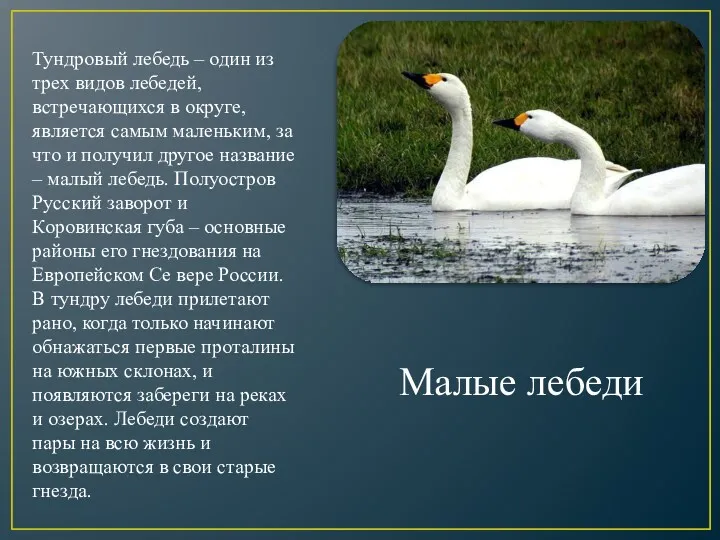 Малые лебеди Тундровый лебедь – один из трех видов лебедей, встречающихся в округе,