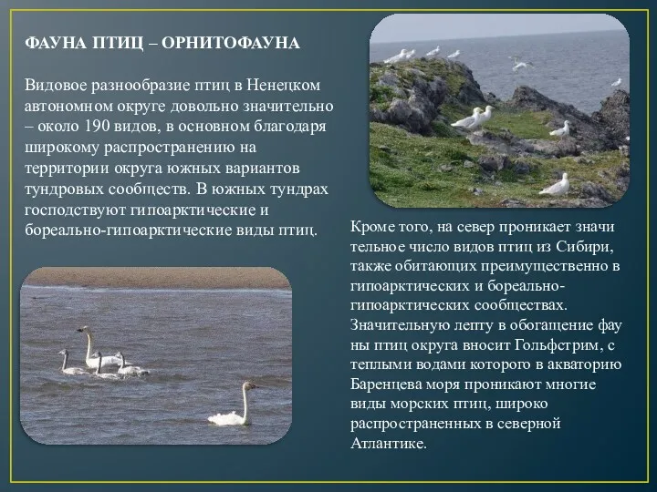 ФАУНА ПТИЦ – ОРНИТОФАУНА Видовое разнообразие птиц в Ненецком автономном округе довольно значительно