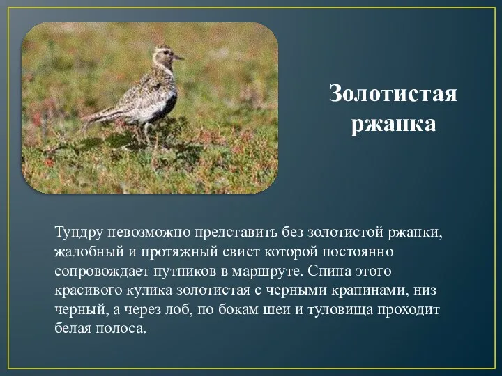 Золотистая ржанка Тундру невозможно представить без золотистой ржанки, жалобный и протяжный свист которой