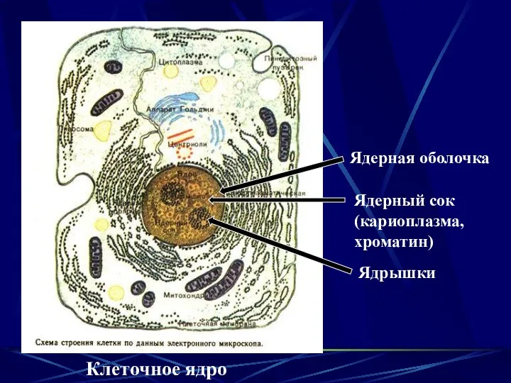 Клеточное ядро Ядерная оболочка Ядерный сок (кариоплазма, хроматин) Ядрышки