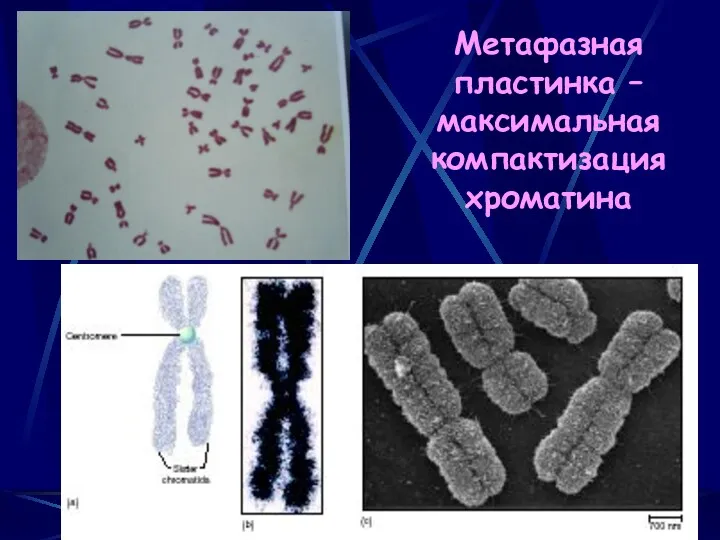 Метафазная пластинка – максимальная компактизация хроматина