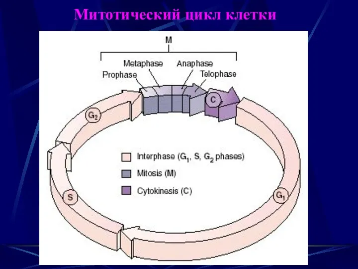 Митотический цикл клетки