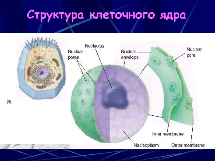 Структура клеточного ядра
