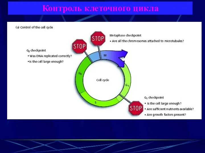 Контроль клеточного цикла