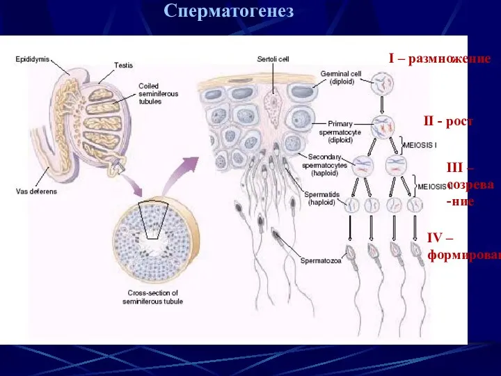 Сперматогенез I – размножение II - рост III – созрева-ние IV – формирование