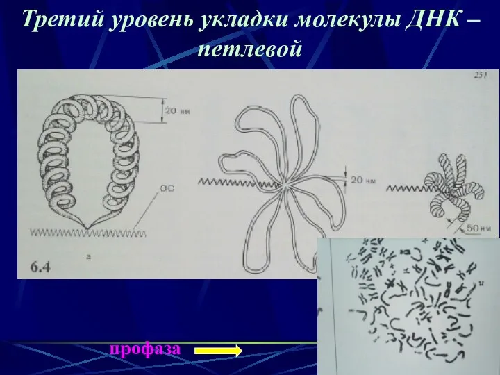 Третий уровень укладки молекулы ДНК – петлевой профаза