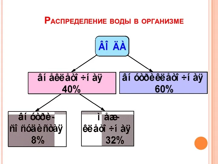 Распределение воды в организме