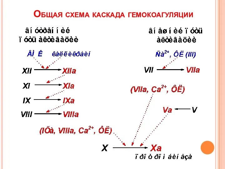 Общая схема каскада гемокоагуляции