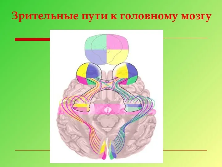 Зрительные пути к головному мозгу