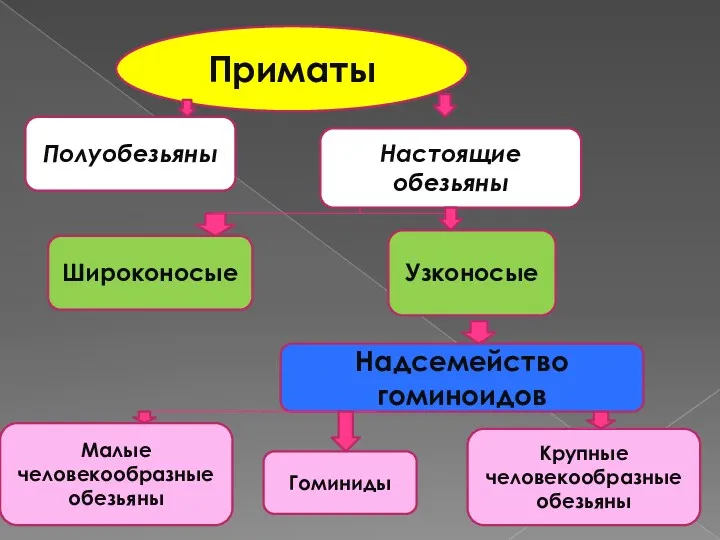 Приматы Полуобезьяны Настоящие обезьяны Широконосые Узконосые Надсемейство гоминоидов Малые человекообразные обезьяны Крупные человекообразные обезьяны Гоминиды