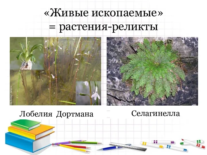 «Живые ископаемые» = растения-реликты Лобелия Дортмана Селагинелла