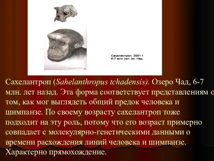 Сахелантроп (Sahelanthropus tchadensis). Озеро Чад, 6-7 млн. лет назад. Эта