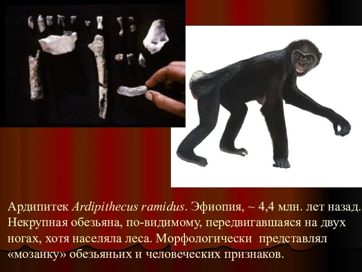 Ардипитек Ardipithecus ramidus. Эфиопия, ~ 4,4 млн. лет назад. Некрупная