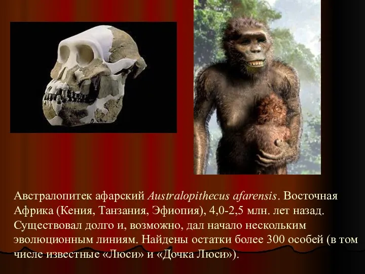 Австралопитек афарский Australopithecus afarensis. Восточная Африка (Кения, Танзания, Эфиопия), 4,0-2,5