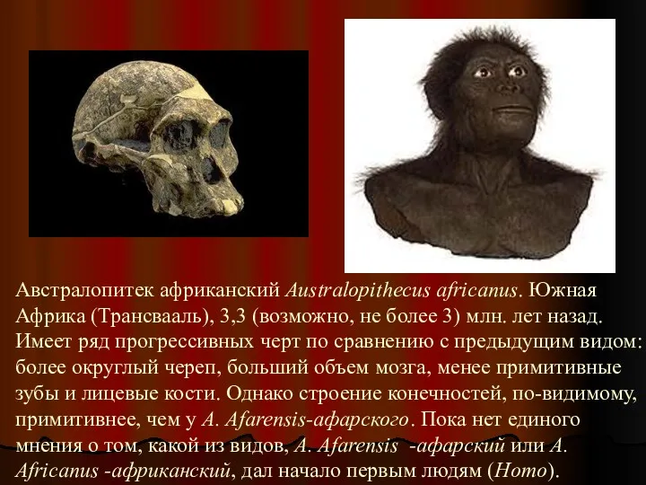 Австралопитек африканский Australopithecus africanus. Южная Африка (Трансвааль), 3,3 (возможно, не