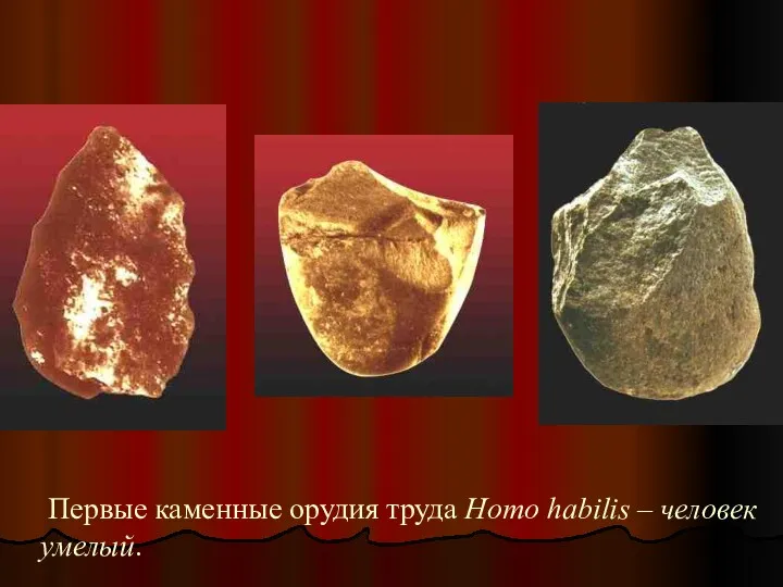 Первые каменные орудия труда Homo habilis – человек умелый.