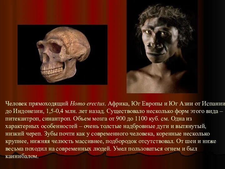 Человек прямоходящий Homo erectus. Африка, Юг Европы и Юг Азии