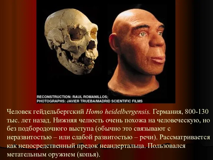 Человек гейдельбергский Homo heidelbergensis. Германия, 800-130 тыс. лет назад. Нижняя