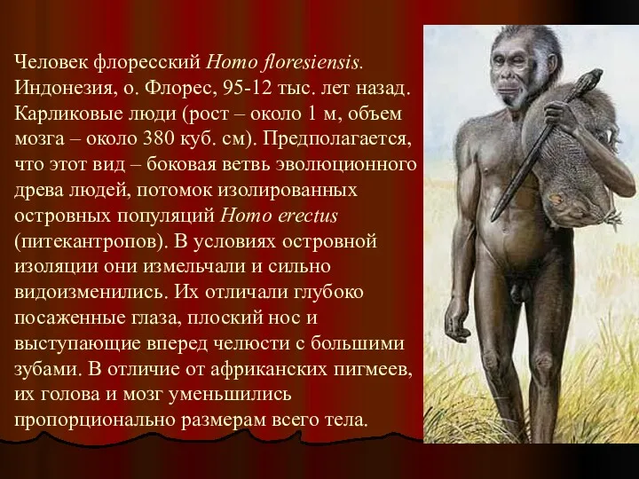 Человек флоресский Homo floresiensis. Индонезия, о. Флорес, 95-12 тыс. лет