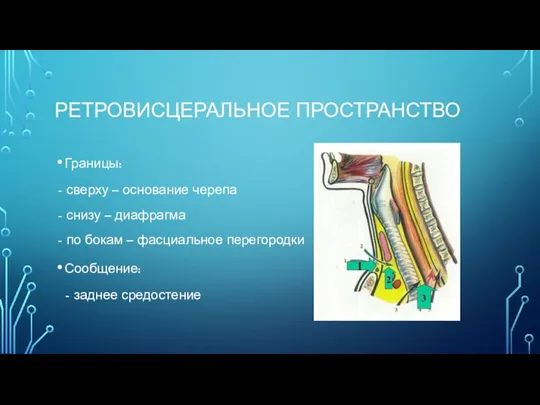 РЕТРОВИСЦЕРАЛЬНОЕ ПРОСТРАНСТВО Границы: - сверху – основание черепа - снизу