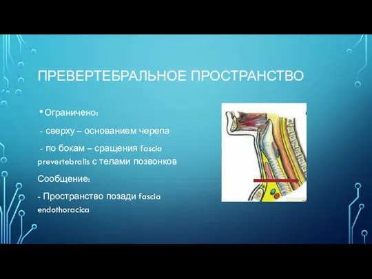 ПРЕВЕРТЕБРАЛЬНОЕ ПРОСТРАНСТВО Ограничено: - сверху – основанием черепа - по