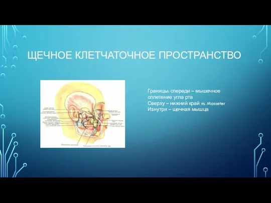 ЩЕЧНОЕ КЛЕТЧАТОЧНОЕ ПРОСТРАНСТВО Границы: спереди – мышечное сплетение угла рта